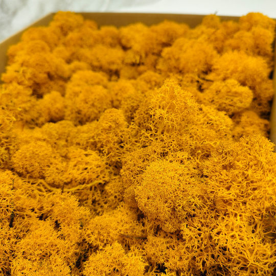 Reindeer Moss Finnish Cleaned Dark Yellow 500g Net