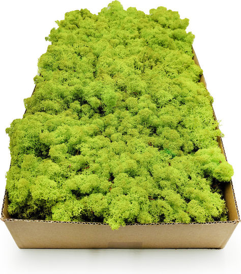 Reindeer Moss Norway Spring Green 500g Net Weight