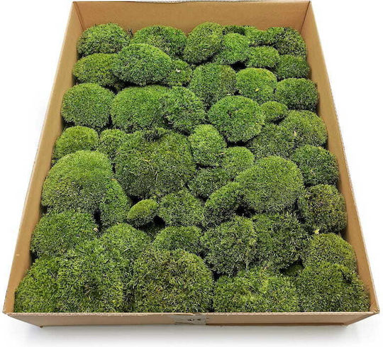 Moss Cushion Dark Green Natural 0.1m² 40x25cm France