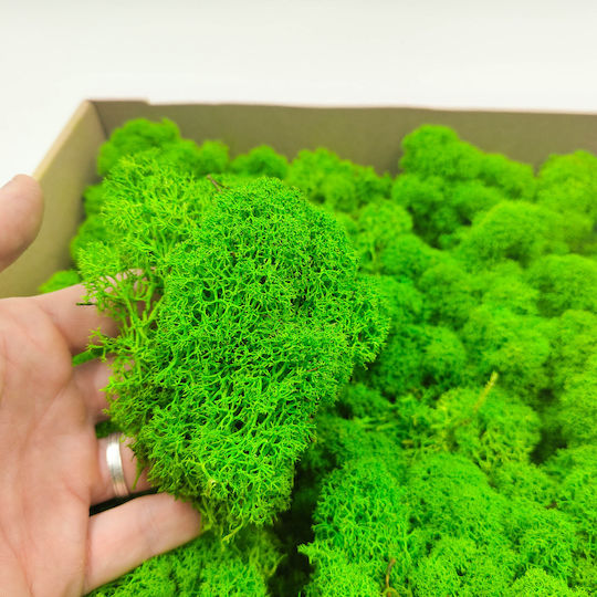 Mușchi de Ren Curat Finlandez Verde de Vară 500g Net