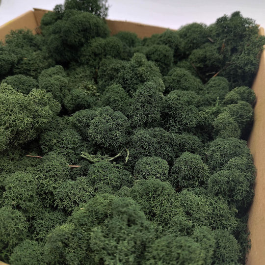 Reindeer Moss Finnish Cleaned Dark Green 50g Net