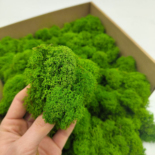 Reindeer Moss Finnish Cleaned Forest Green 50g Net