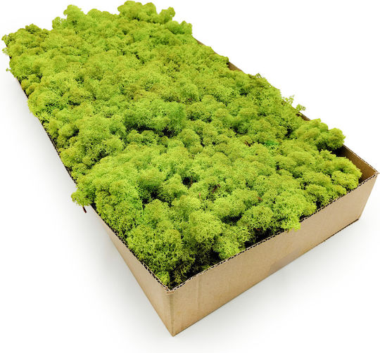 Reindeer Moss Norway Spring Green 50g Net Weight
