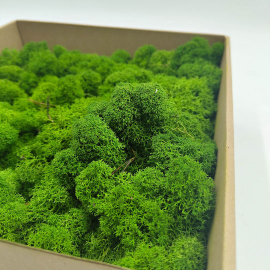 Reindeer Moss Finnish Cleaned Forest Green 50g Net