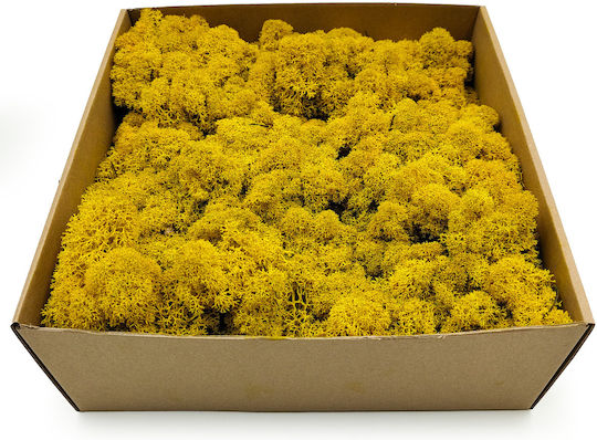 Reindeer Moss Finnish Cleaned Yellow 250g Net