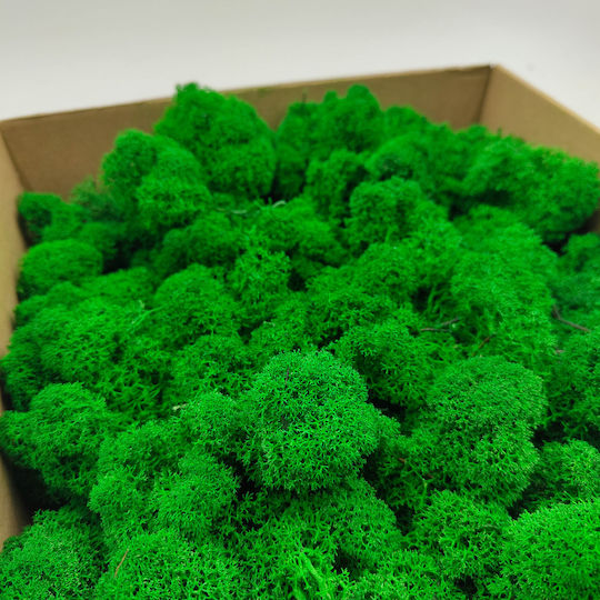Reindeer Moss Finnish Cleaned Green 250g Net