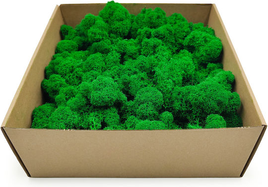Reindeer Moss Finnish Cleaned Green 250g Net
