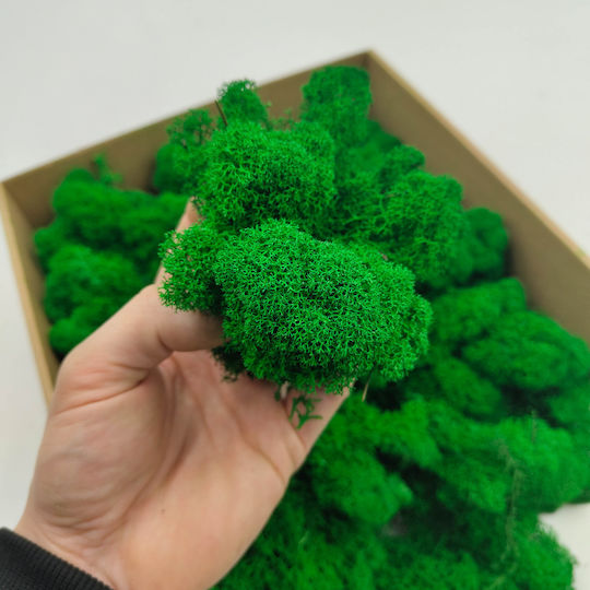 Reindeer Moss Finnish Cleaned Green 250g Net