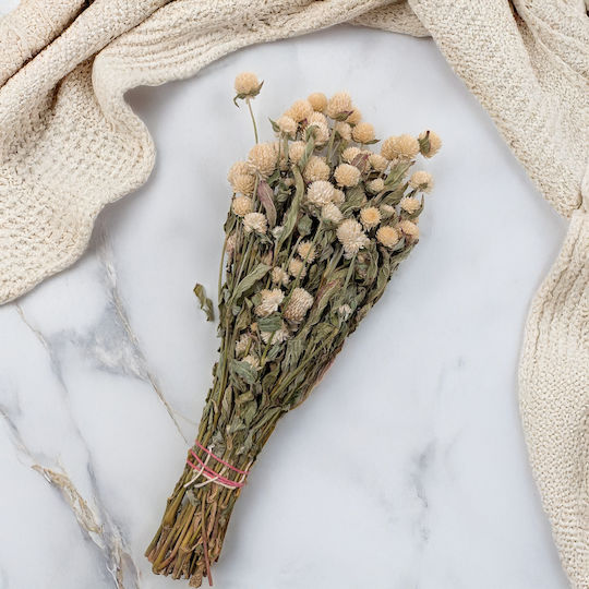 Dried Globe Amaranth Globe Everlasting White