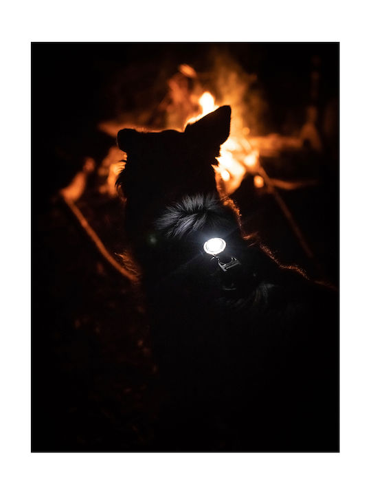 Осветено Orbiloc Dog Dual Червено