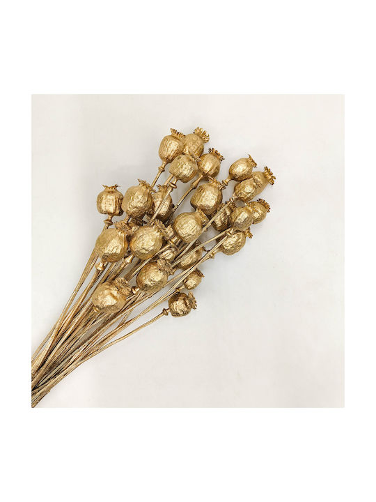 Dried Poppy Head Papaver Gold