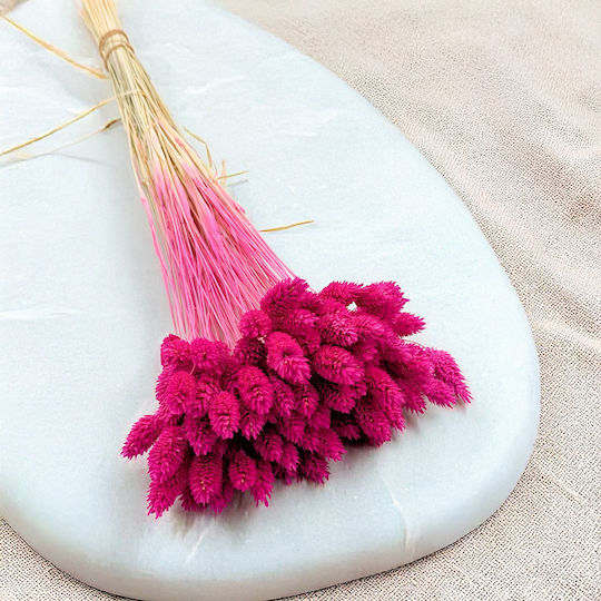 Dried Phalaris Canary Canary Grass Fuchsia