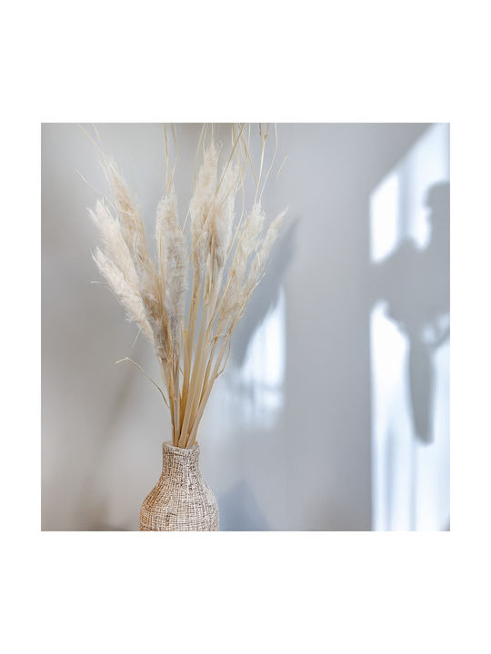 Mini Pampas Grass Bleached 10 Pcs