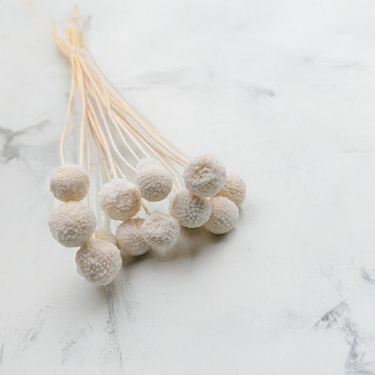 Dried Craspedia Craspedia Natural Extra Bleached Bouquet 15 Pcs