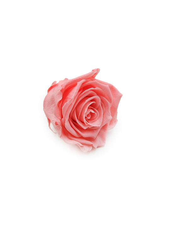 Stabilized Rose Pink Nectar Xl 3pcs