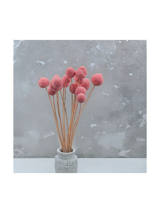 Dried Craspedia Craspedia Extra Pink Bouquet 15 Pcs