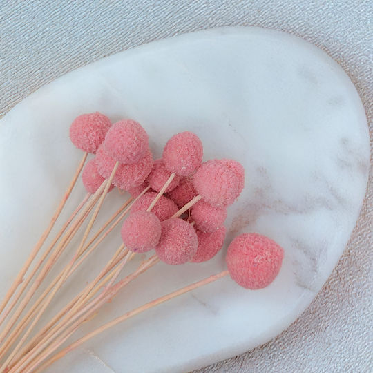 Dried Craspedia Craspedia Extra Pink Bouquet 15 Pcs