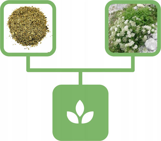 Agrest Semințe Anason 200gr