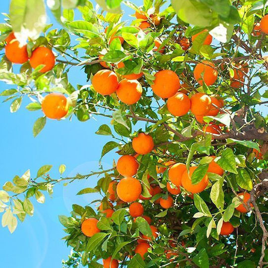 Ancient Wisdom Aromatisches Öl Orange 10ml 1Stück