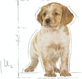 Royal Canin Medium Puppy 3kg Ξηρά Τροφή για Κουτάβια Μεσαίων Φυλών με Κοτόπουλο