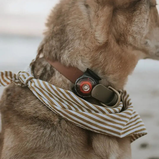 Orbiloc Mode Selector Ring Pro Hund-Identifikationsmarken mit Licht