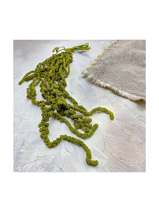 Amaranth Sferic Stabilizat Amaranth Verde Deschis