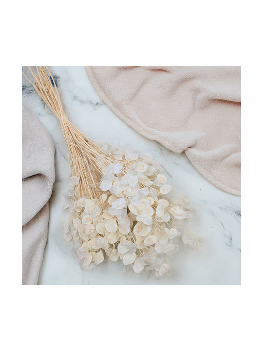 Monatliche Getrocknete Lunaria Bleached