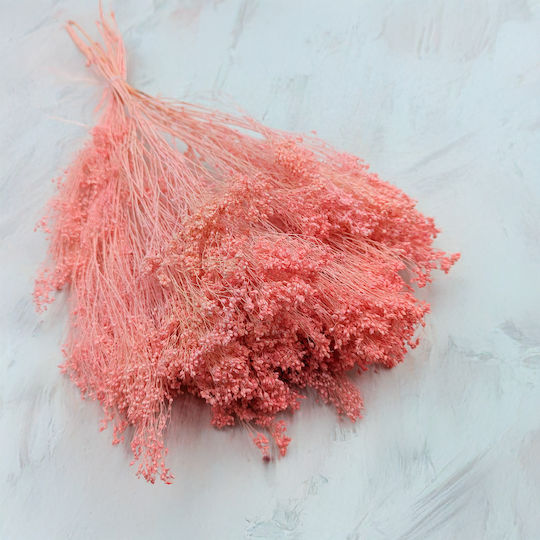 Dried Broom Bloom Gorse Salmon Pink
