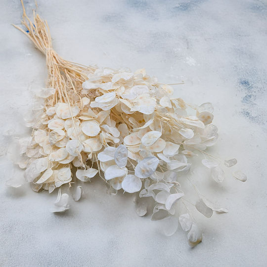 Monthly Dried Lunaria Bleached