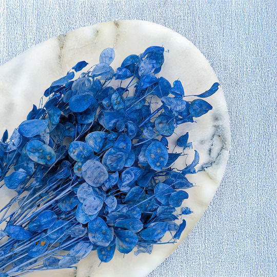 Monatliche Getrocknete Lunaria Blaue