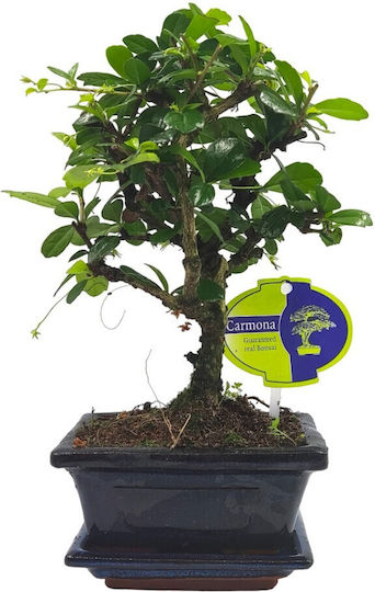Αυθεντικό Bonsai Carmona Baby Αυθεντικό Bonsai Carmona Baby