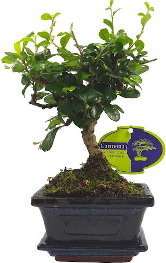 Αυθεντικό Bonsai Carmona Baby