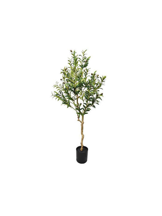 Outdoor Olive Tree