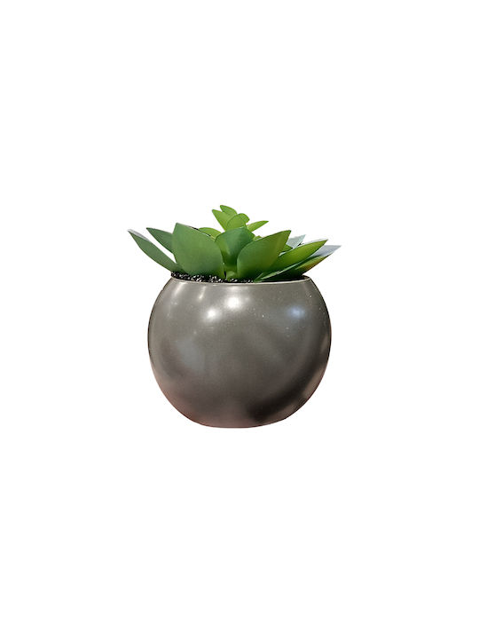 Plantă Suculentă În Ghiveci 13cm 145000