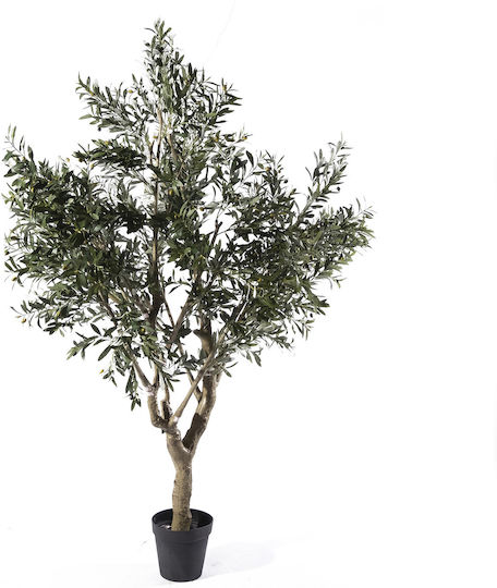 Ελιά Εξωτερικού Χώρου 250cm Supergreens