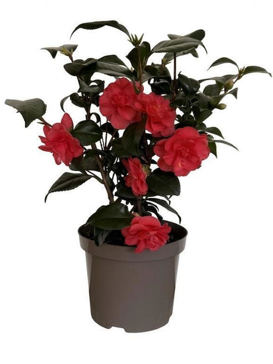 Camelia Japonica 2l