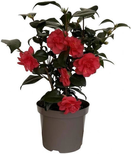 Camelia Japonica 2l