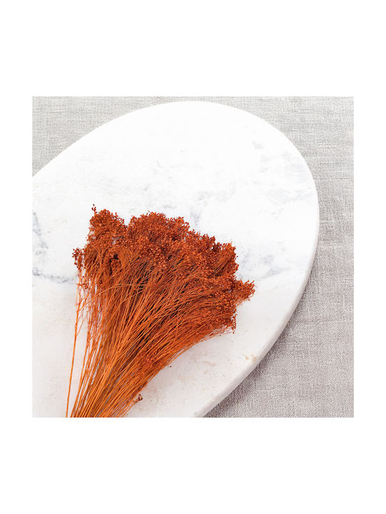 Dried Broom Bloom Broom Dark Terracotta