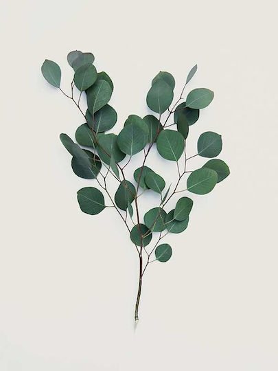 Poster Eucalyptus Pst25204 40cm X 50cm Ramă Albă Din Lemn