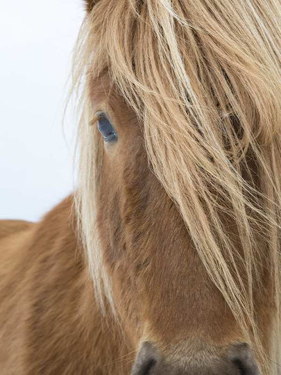 Poster Horse Pst2599 40cm X 50cm Κορνίζα Καφέ Ξύλου 60602pd156446f63322