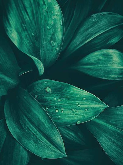 Poster Water Drop On Green Leaves Pst25151 40cm X 50cm Μαύρη Ξύλινη Κορνίζα-60686pd156426f55321