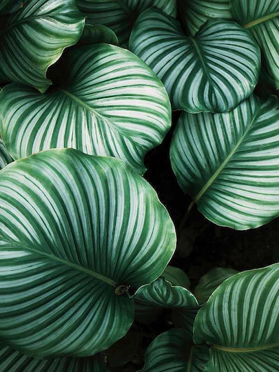 Poster Monstera Leaves Pst25203 40cm X 50cm Λευκή Ξύλινη Κορνίζα-61773pd156384f55310