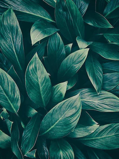 Poster Green Leaves Pst25149 40cm X 50cm Μαύρη Ξύλινη Κορνίζα-60691pd156428f55321