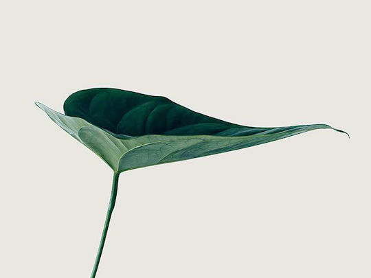 Poster Green Leaf Pst25201 40cm X 50cm Κορνίζα Φυσικό Ξύλου Μπεζ 61770pd156386f55316
