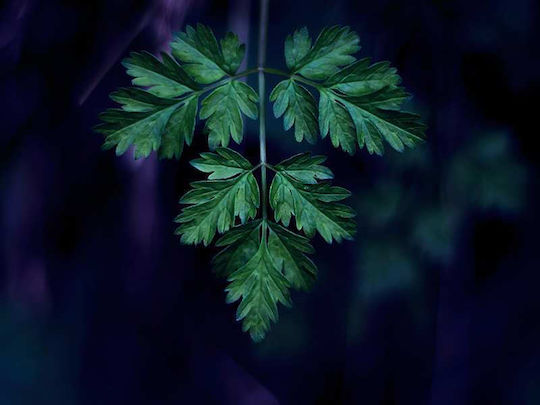Poster Green Plant Pst25202 40cm X 50cm Κορνίζα Φυσικό Ξύλου Μπεζ 61769pd156385f55316