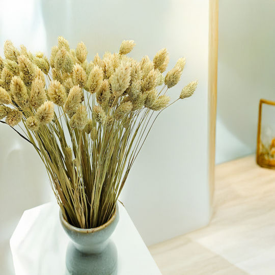 Dried Phalaris Canary Canary Grass Natural