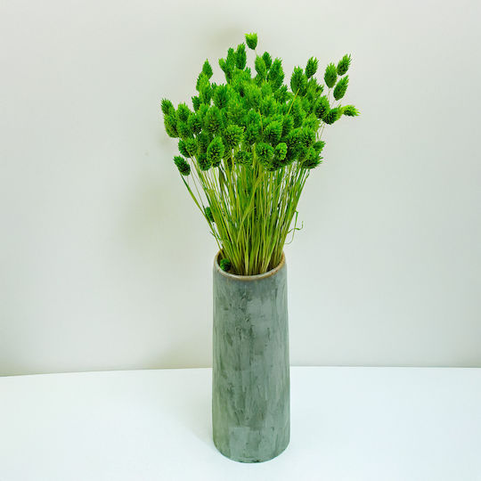 Dried Phalaris Canary Canary Grass Green
