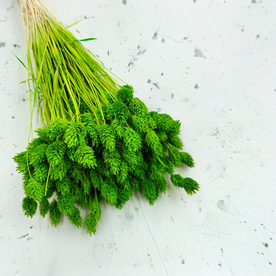 Dried Phalaris Canary Canary Grass Green