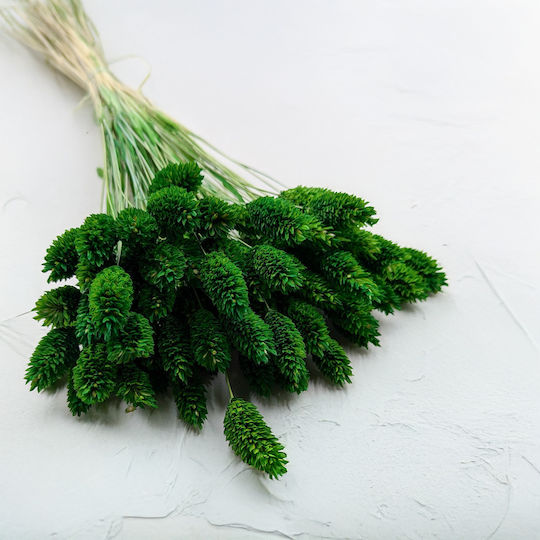 Dried Phalaris Canary Canary Grass Bottle-shaped