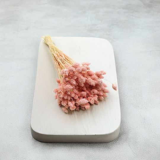 Dried Phalaris Canary Canary Grass Salmon